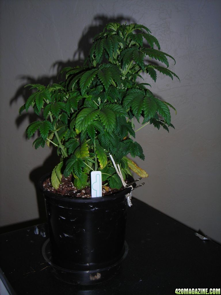 first_grow_115_Vicky.jpg