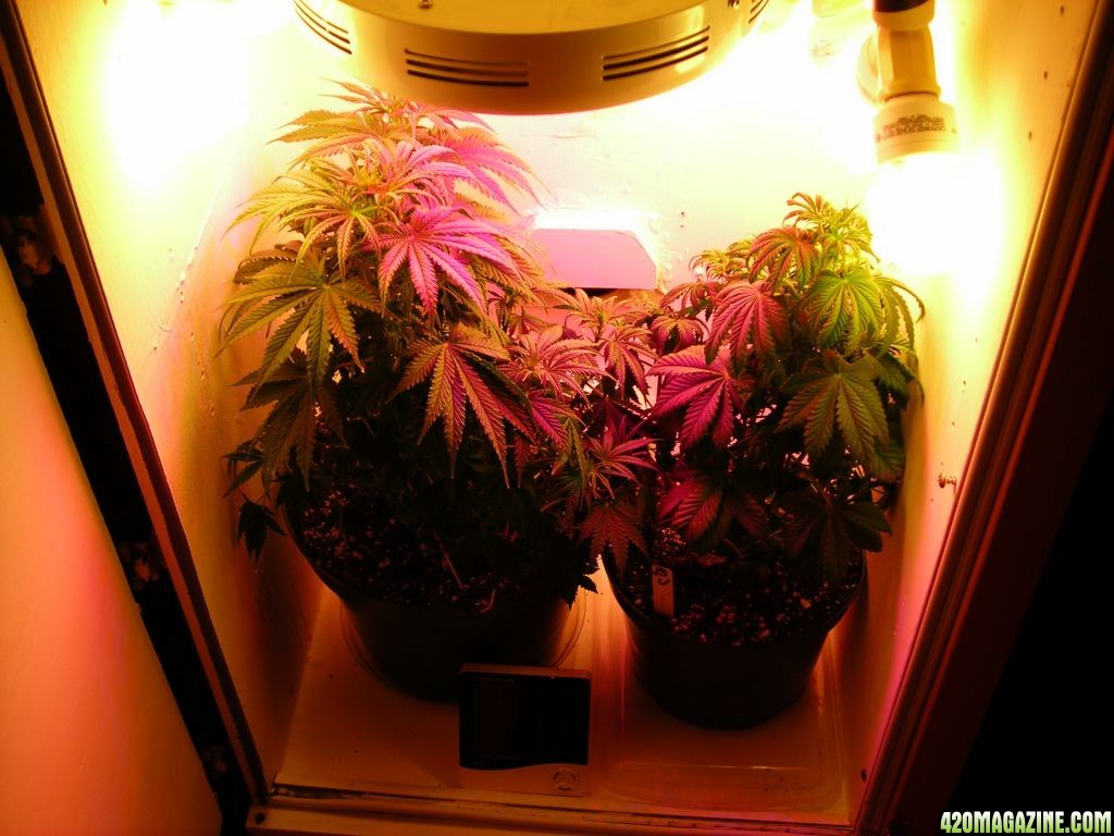 first_grow_120_Rose_Mary_Vicky.jpg