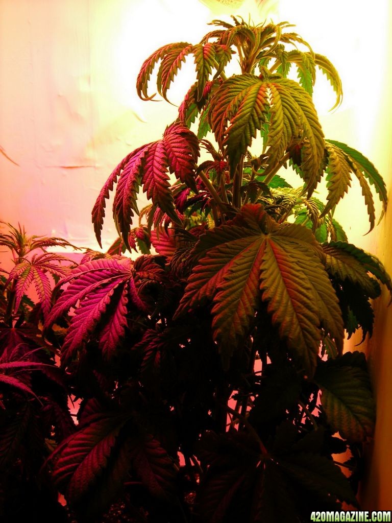 first_grow_122_Vicky.jpg