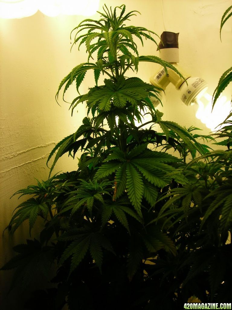 first_grow_124_Joanne1.jpg