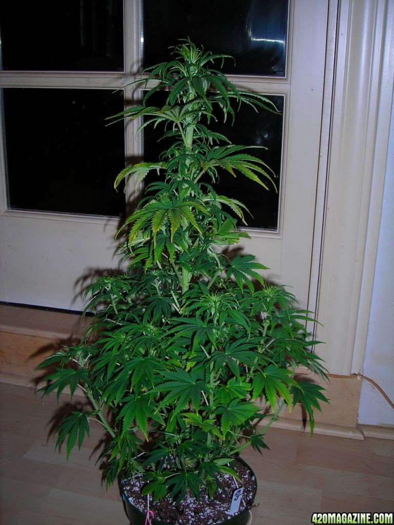 first_grow_132Joanne.jpg