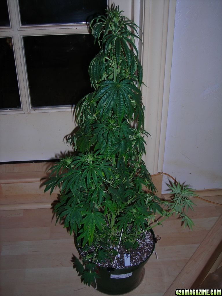 first_grow_133_Tad.jpg