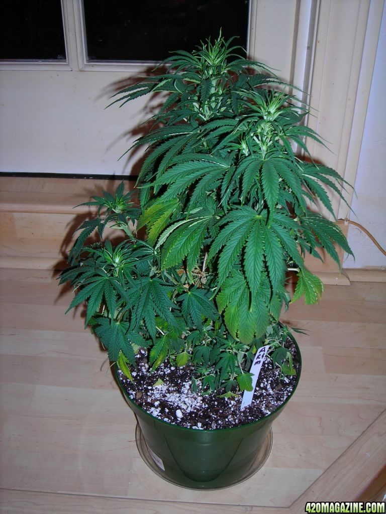 first_grow_134_RMV.jpg