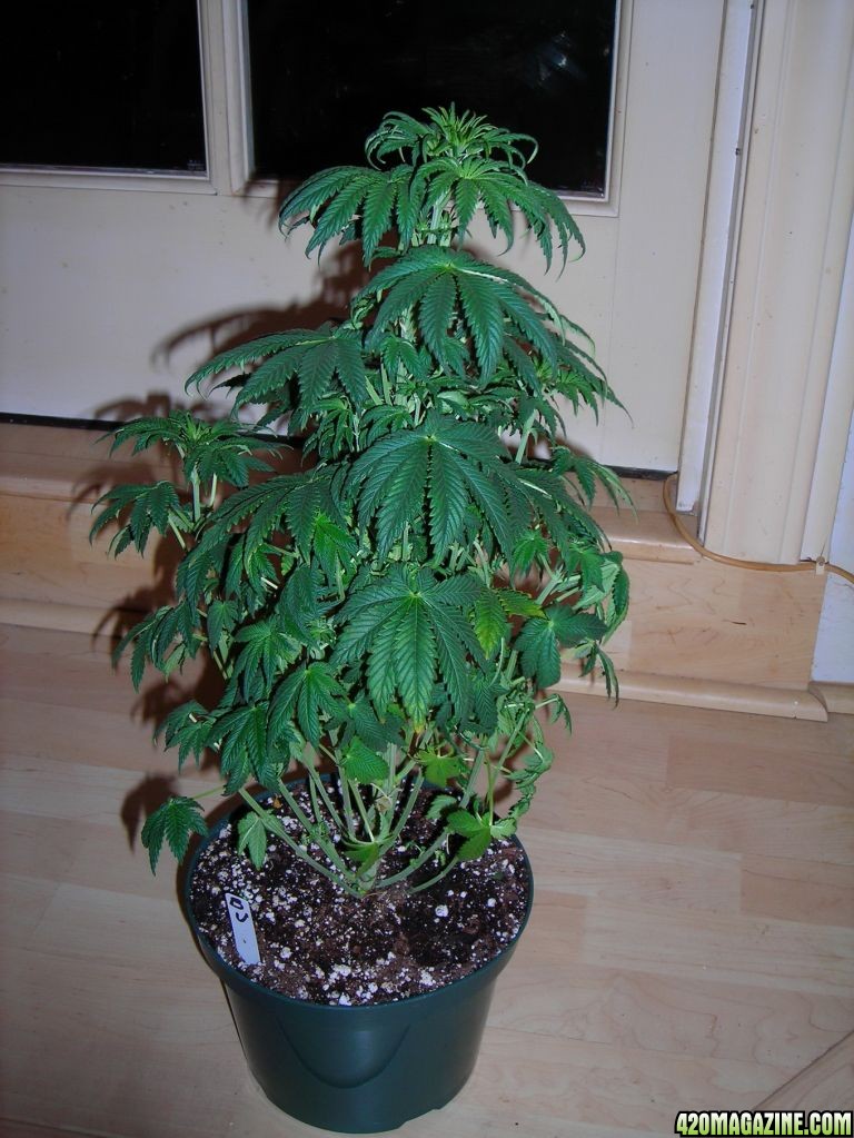 first_grow_135_Vicky.jpg