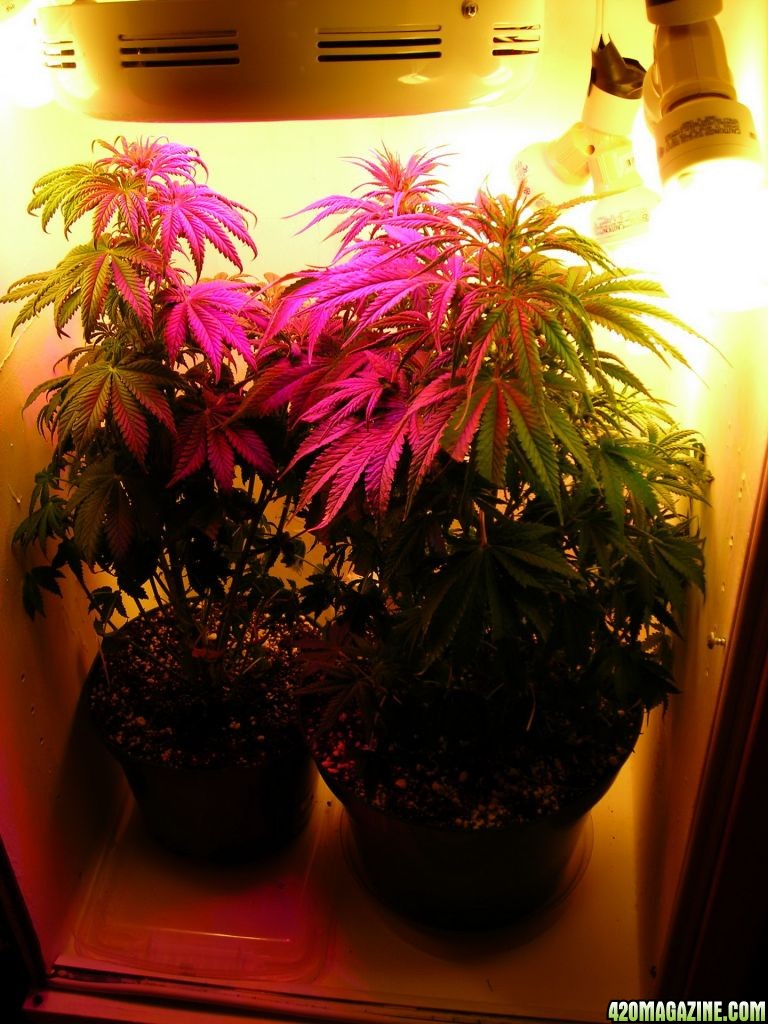 first_grow_137_RMV.jpg