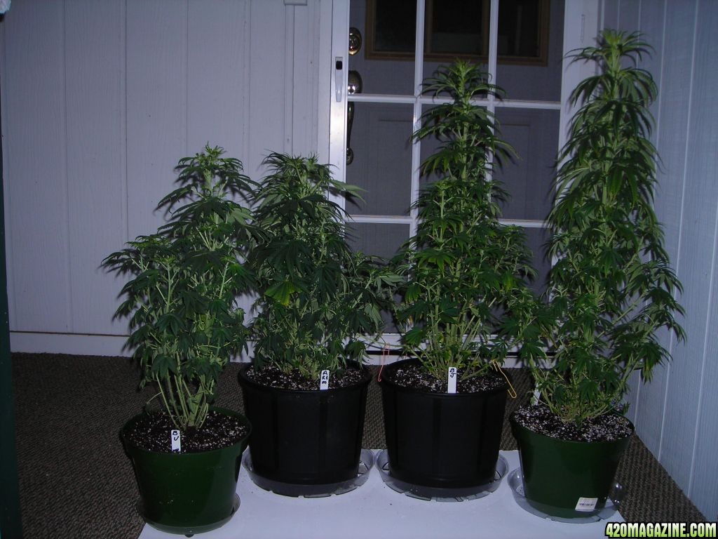 first_grow_139.JPG