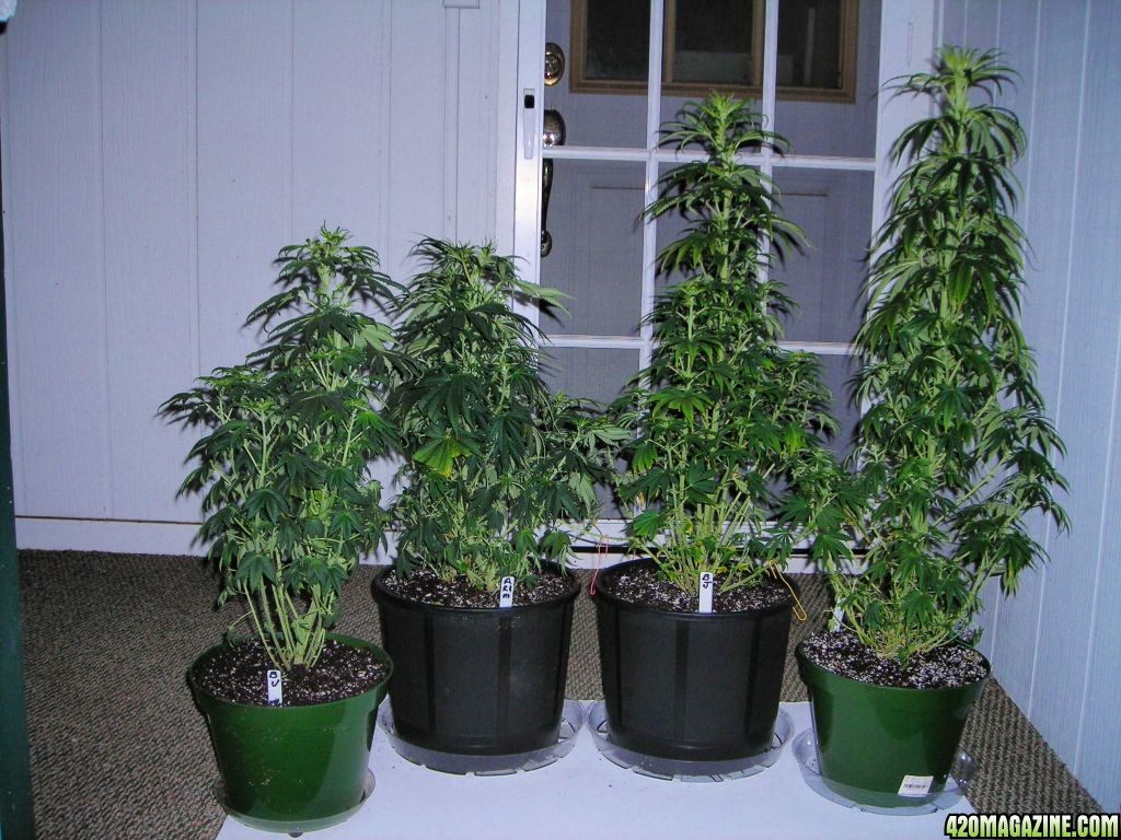 first_grow_140.JPG