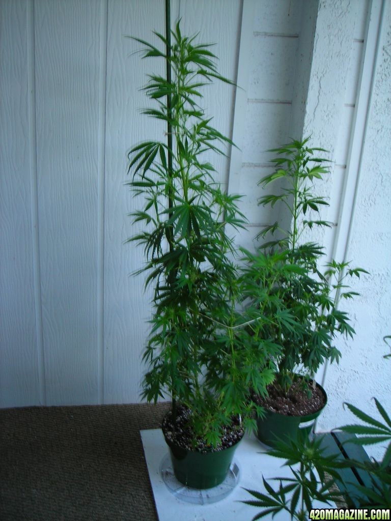 first_grow_147.jpg