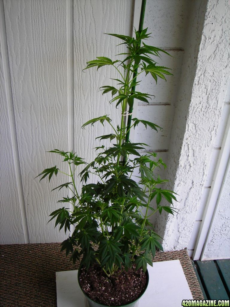 first_grow_149.jpg