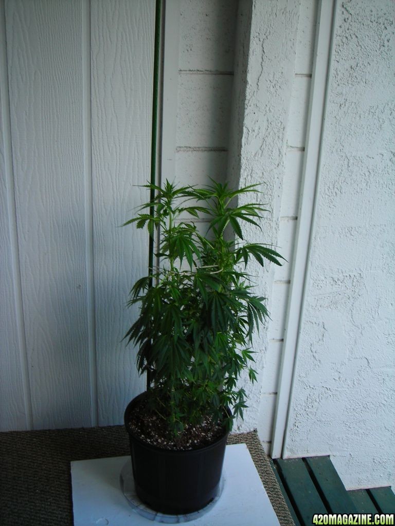 first_grow_153.jpg