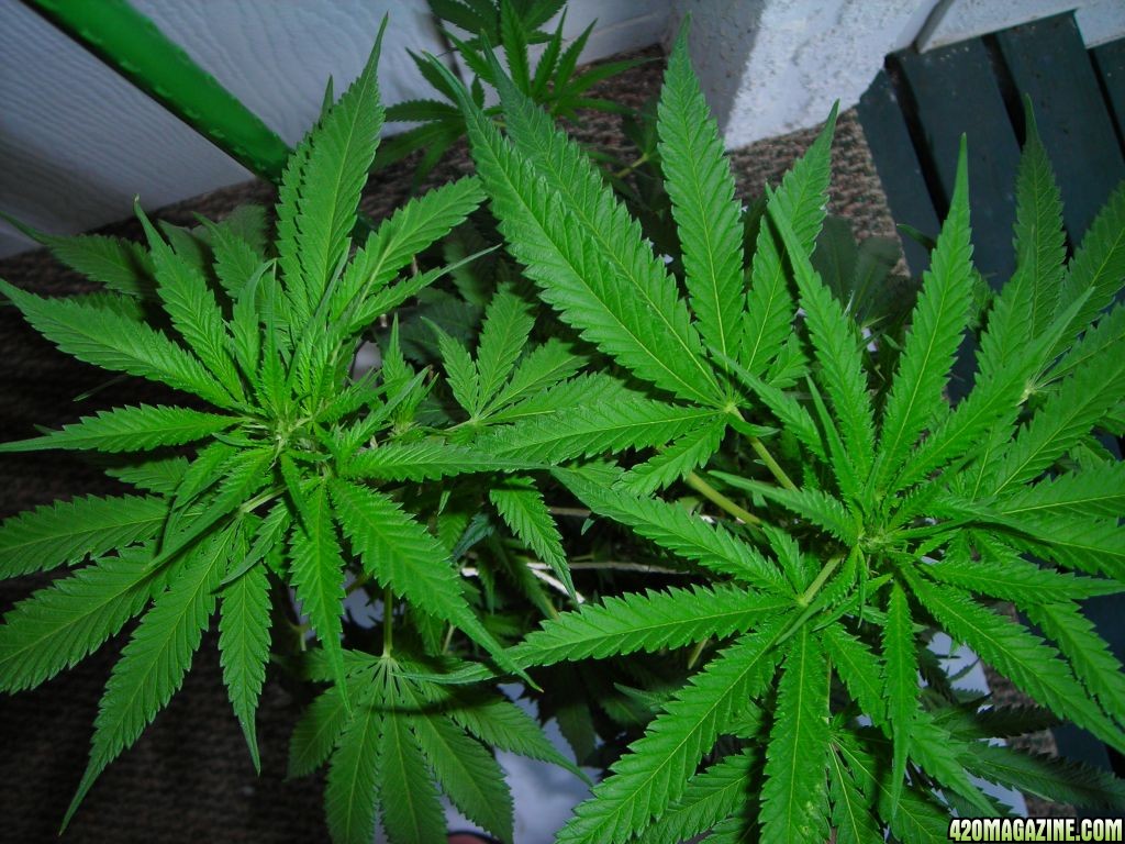 first_grow_155.jpg