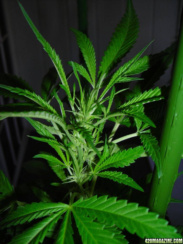 first_grow_158.jpg