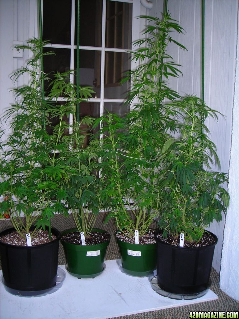 first_grow_159.jpg