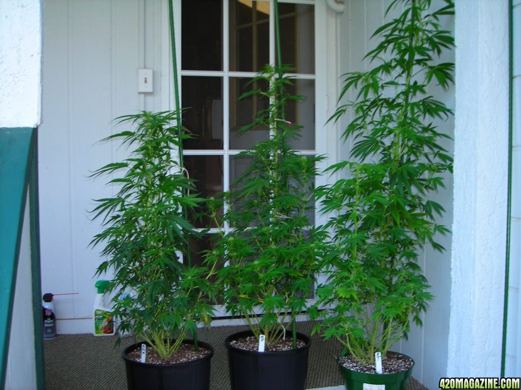 first_grow_176_grp2.jpg