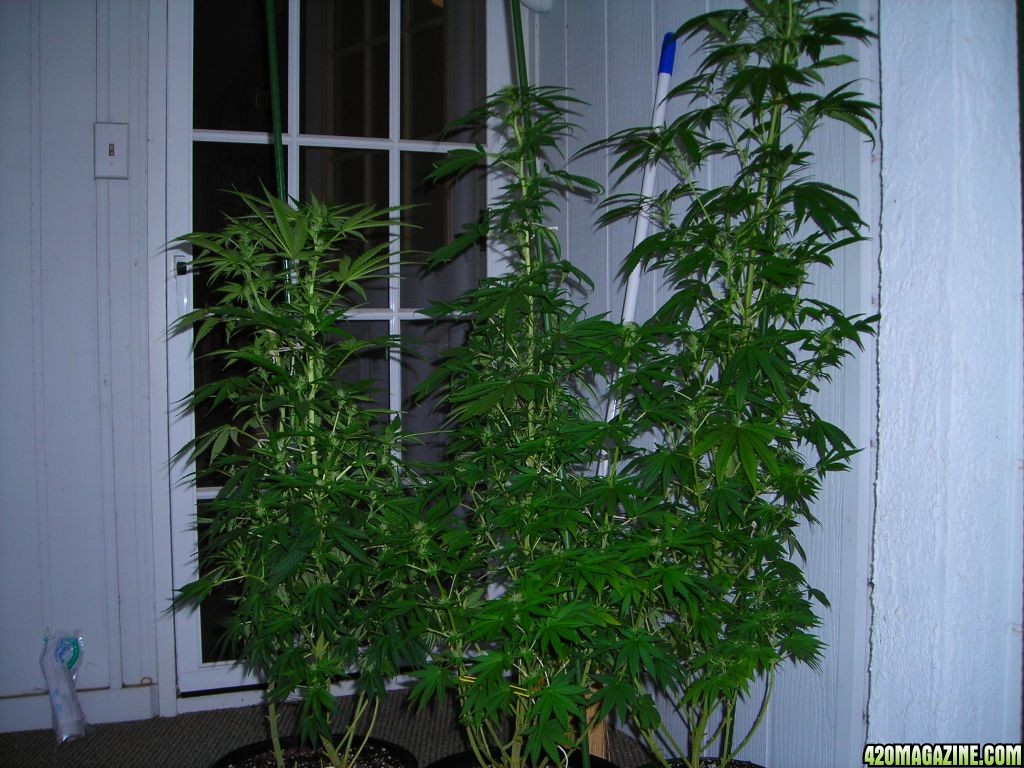 first_grow_177_group.jpg