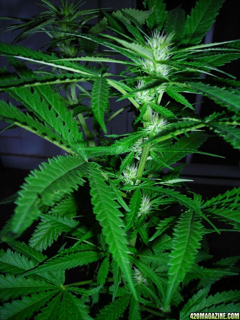 first_grow_179.jpg