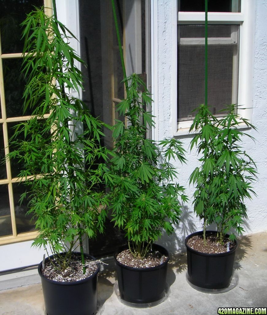 first_grow_184_group.jpg