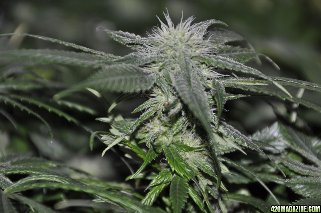 flowering_day_38_2_x_42_nch_scrog_white_widow_close_up_.jpg