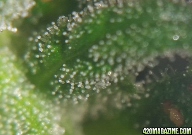 fv_x_mk_trichomes_9-21.jpg