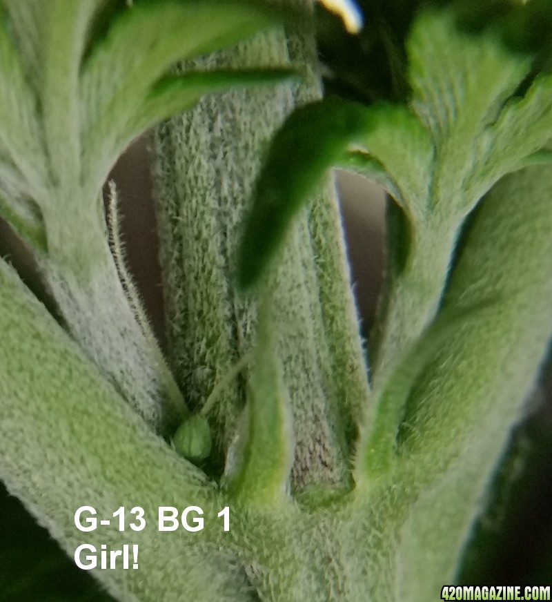 g13_Girl.jpg