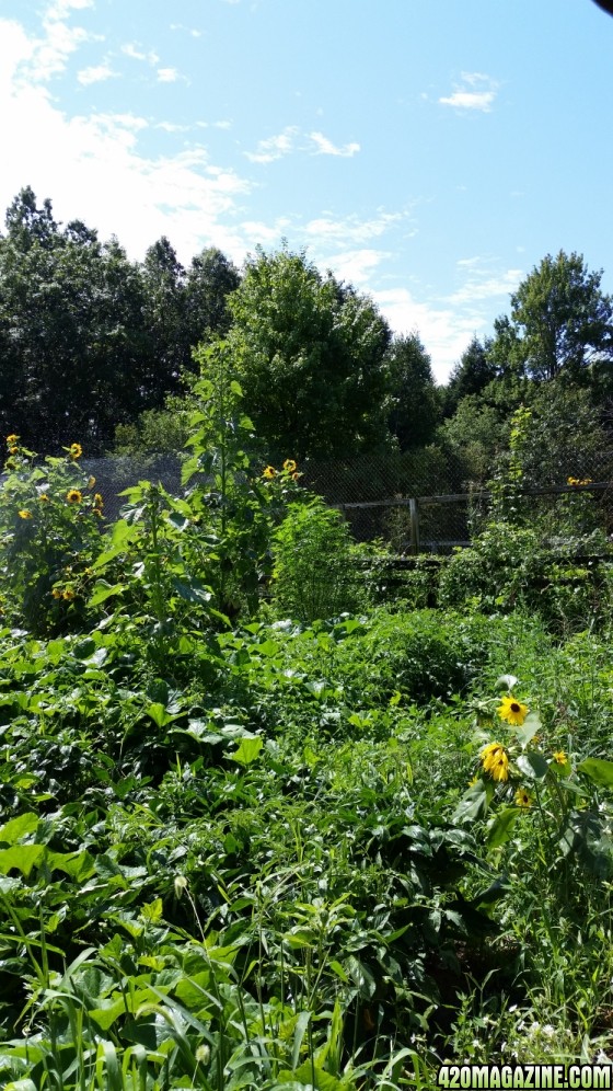 garden_24.jpg