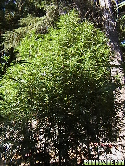 garden_late_039.JPG