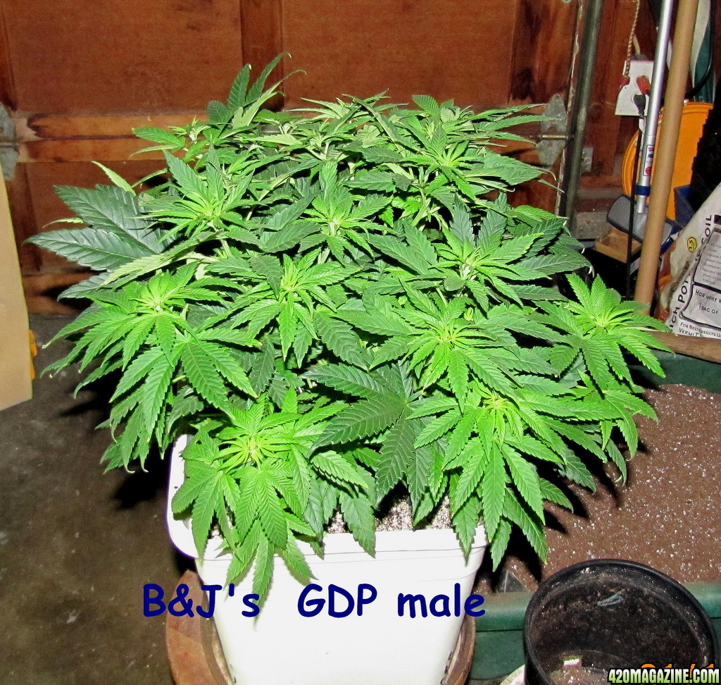 gdp56.jpg