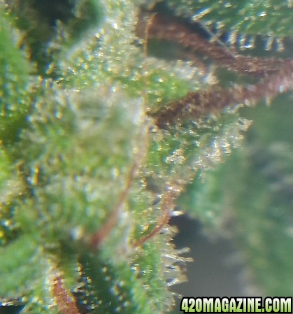 gloria_trichs_1.jpg