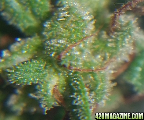 gloria_trichs_2.jpg