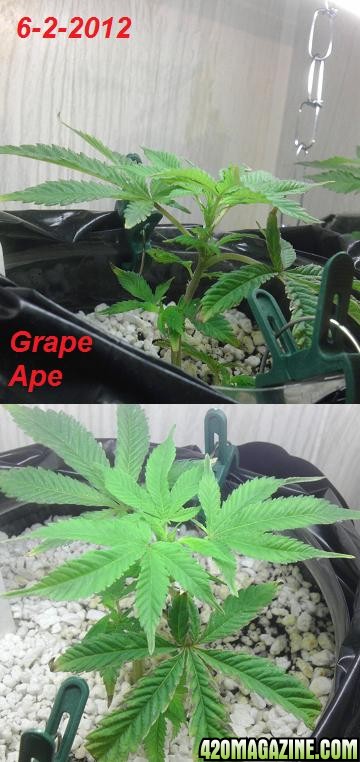 grape_ape_6-2-12.jpg