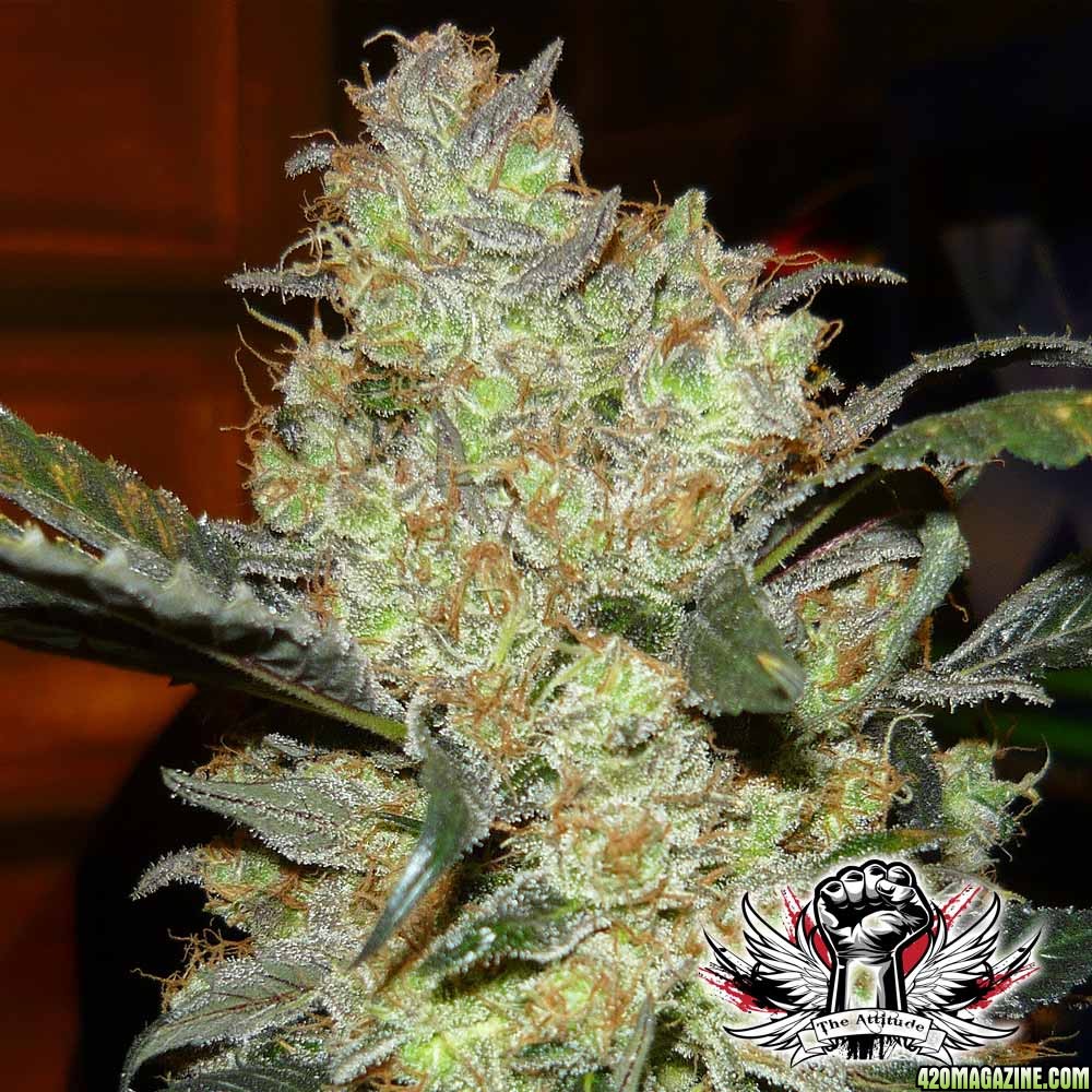 greenhouse-kings-kush-cannabis.jpg