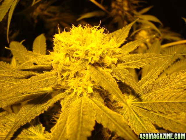 greenhouse_seeds_Indica_H-mix_031.jpg