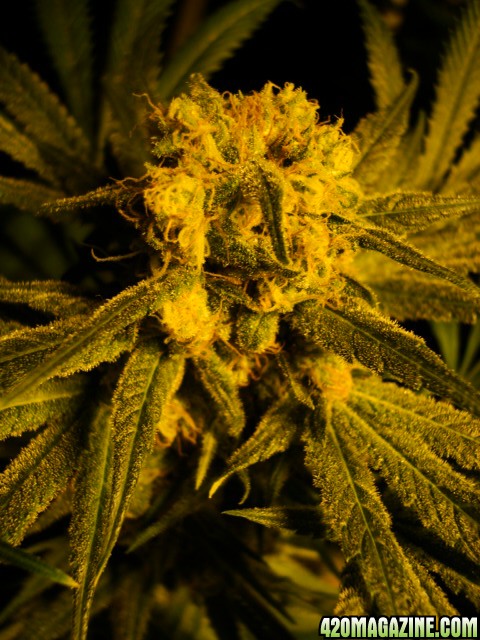 greenhouse_seeds_Indica_H-mix_489.jpg