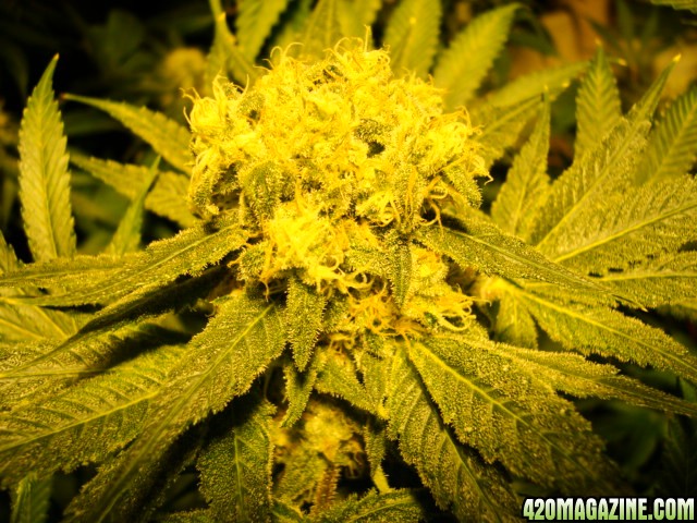 greenhouse_seeds_Indica_H-mix_504.jpg