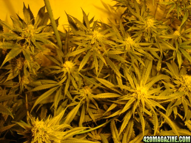 greenhouse_seeds_Indica_H-mix_570.jpg