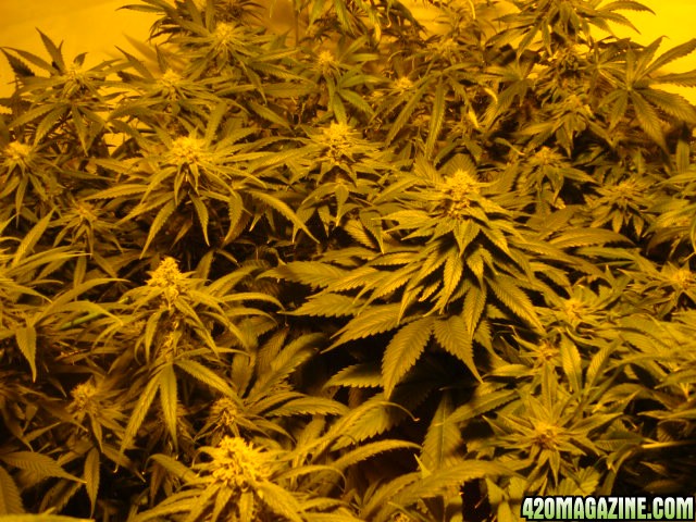 greenhouse_seeds_Indica_H-mix_579.jpg