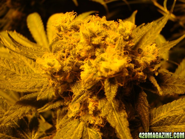 greenhouse_seeds_Indica_H-mix_601.jpg