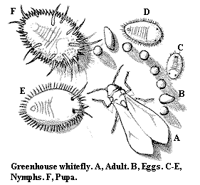 greenhouse_whitefly.gif