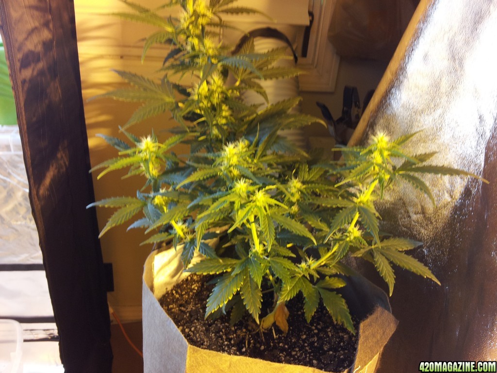 grow2_0101.jpg