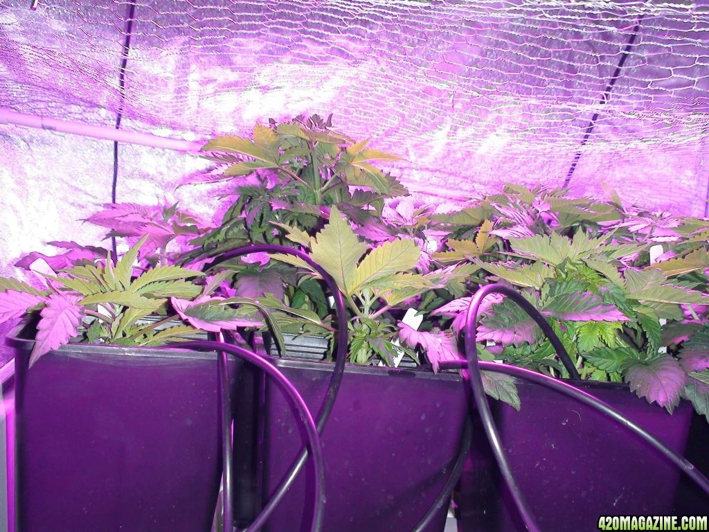 grow4610c.jpg