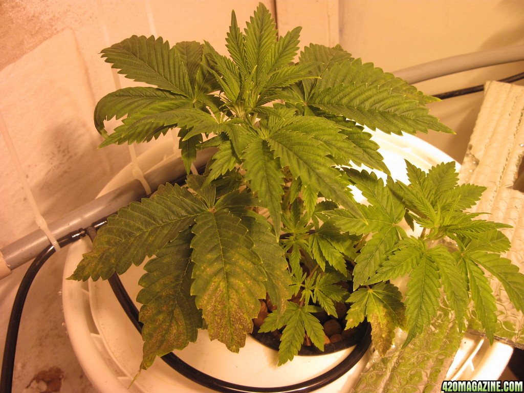 grow_00811.JPG