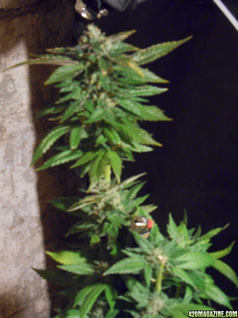 grow_0511.jpg