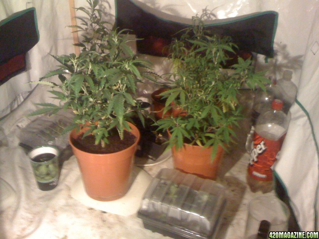 grow_2_003.jpg