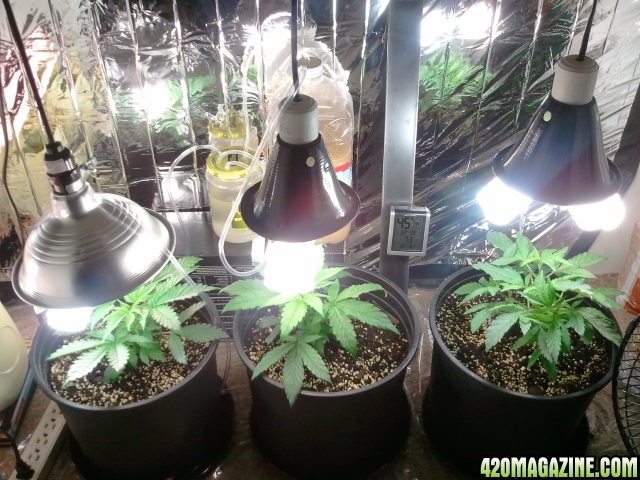 grow_3days_after_Co2.jpg