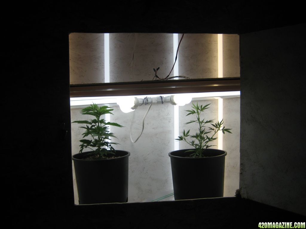 grow_box_1.JPG