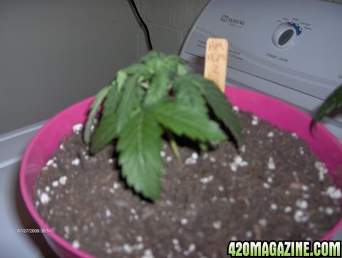 grow_problems_002.JPG