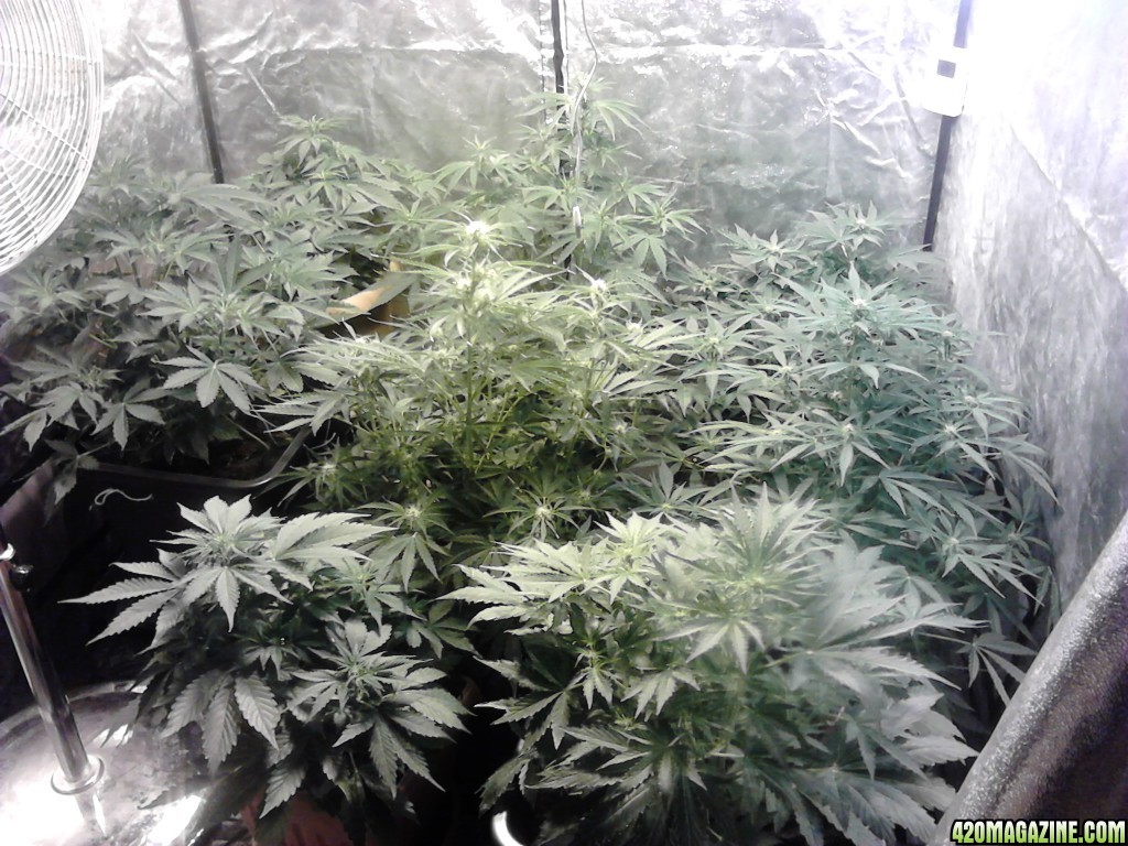 grow_room_0202.jpg