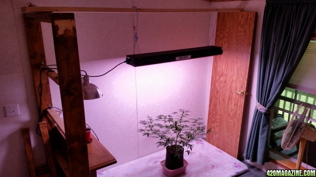 grow_room_117.jpg