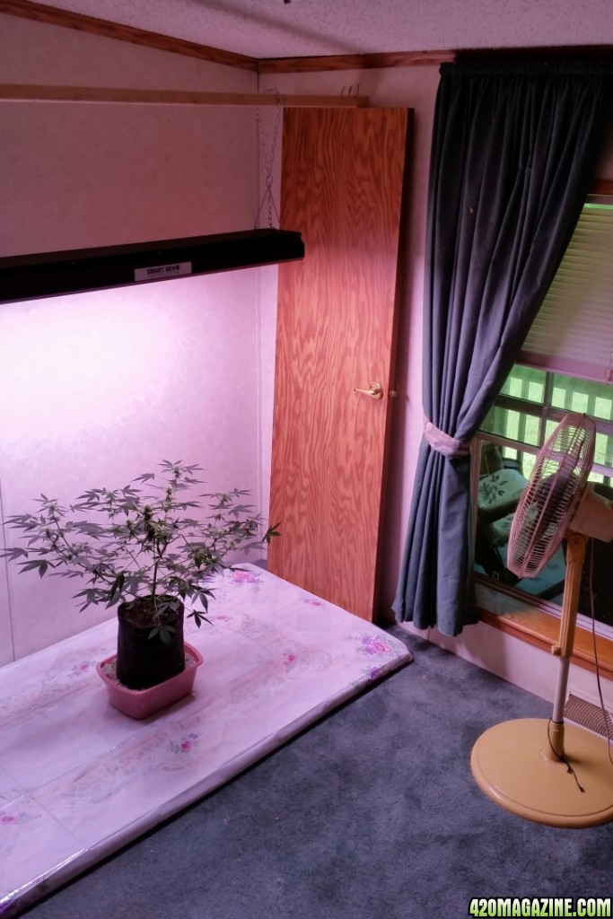 grow_room_215.jpg