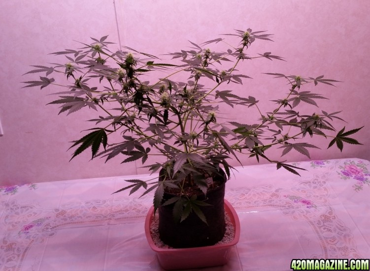 grow_room_39.jpg